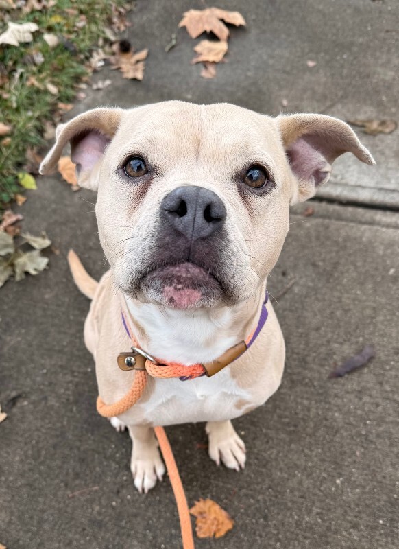 View Petunia Girl the Dog Photo #7