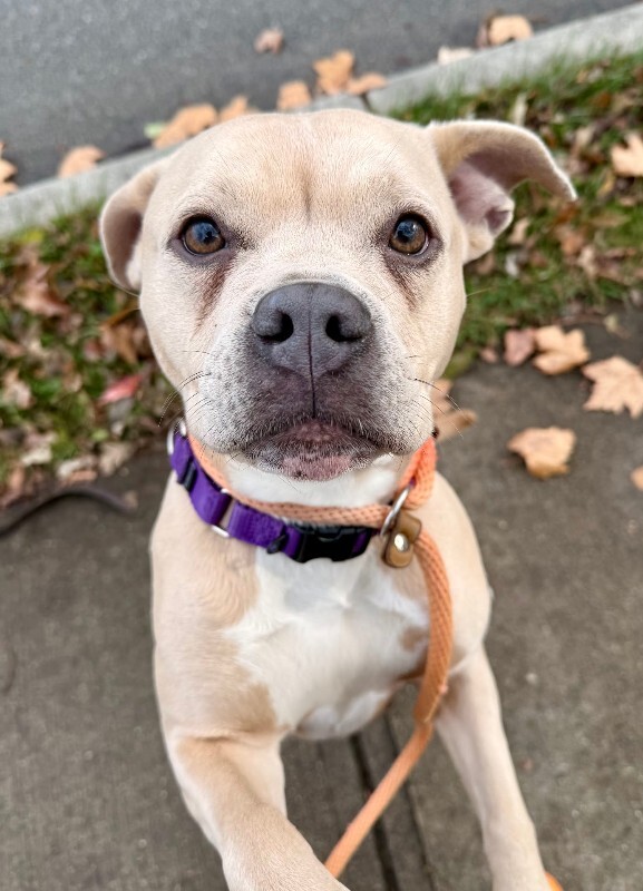 View Petunia Girl the Dog Photo #9