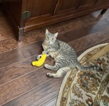 Learn More About this cat 5be9a418 6cff 4fe2 959d a28601236897 tn1