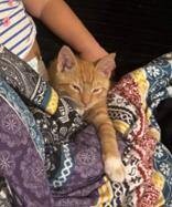 Learn More About this cat 61166b24 e3ce 4014 8098 a1f1e346ffe2 tn1