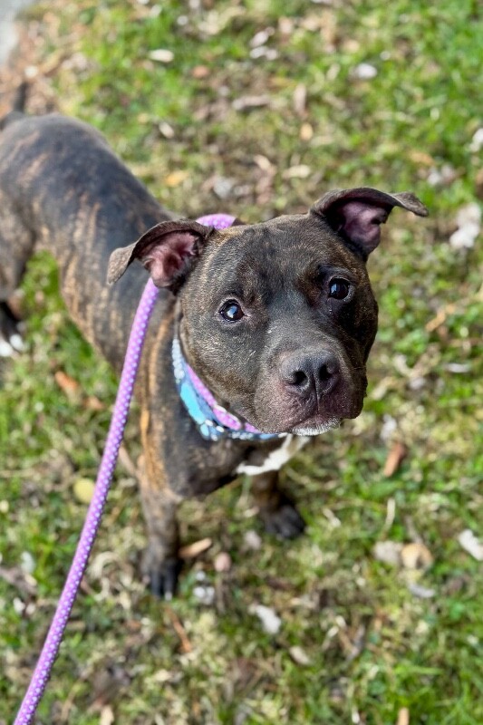 View Beignet the Dog Photo #9