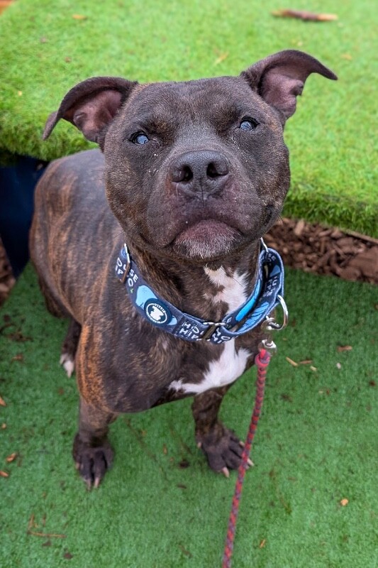 View Beignet the Dog Photo #8