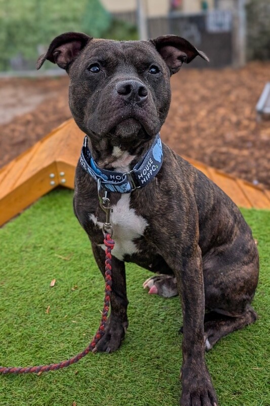 View Beignet the Dog Photo #6