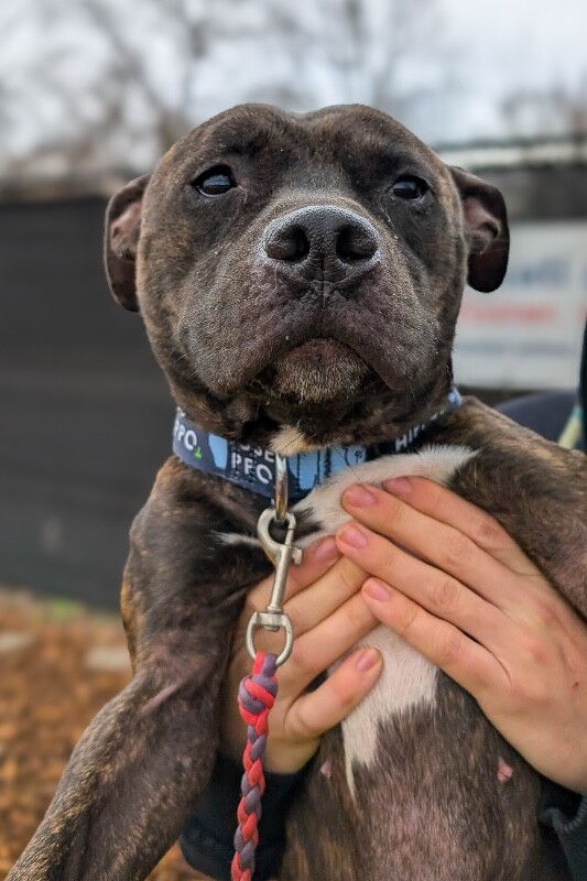 View Beignet the Dog Photo #7