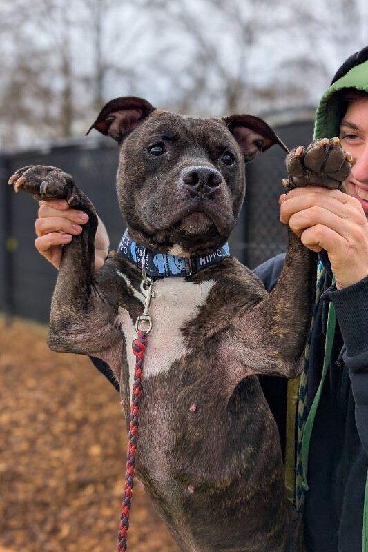 View Beignet the Dog Photo #3