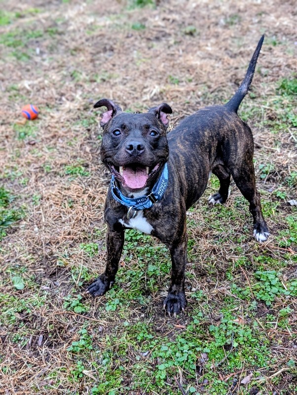 View Beignet the Dog Photo #13