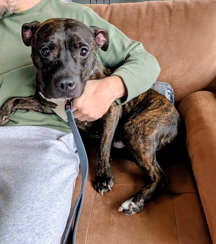 View Beignet the Dog Photo #2