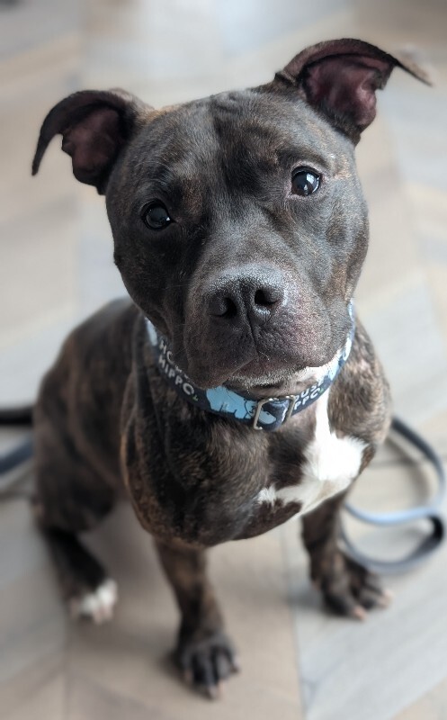 View Beignet the Dog Photo #11