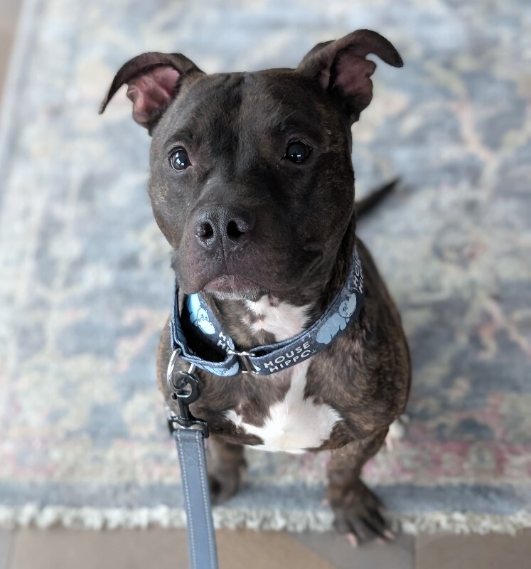 View Beignet the Dog Photo #12