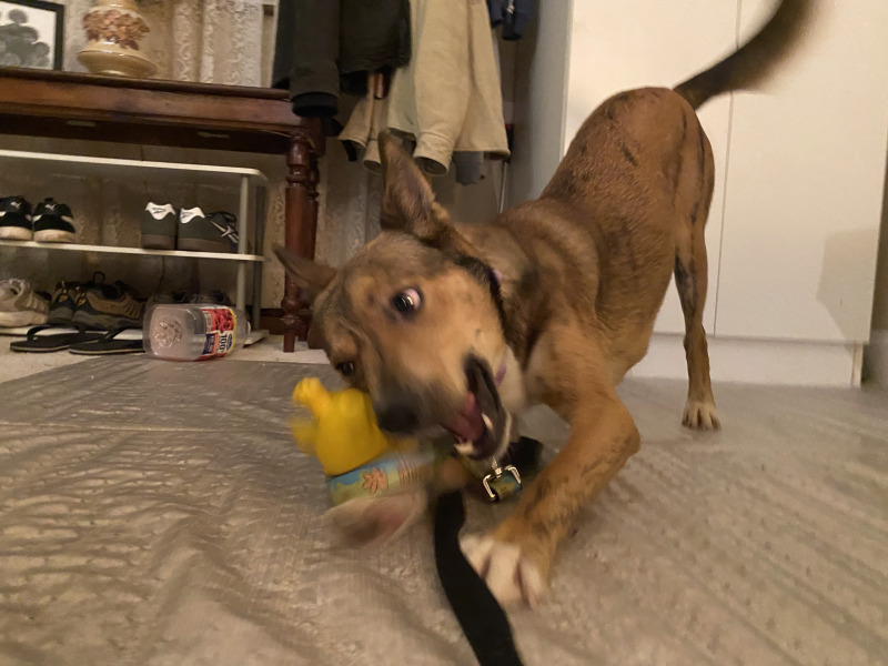 View Ava the Dog Photo #5