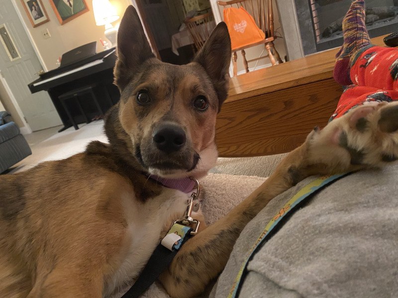 View Ava the Dog Photo #3