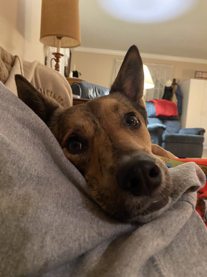 View Ava the Dog Photo #6