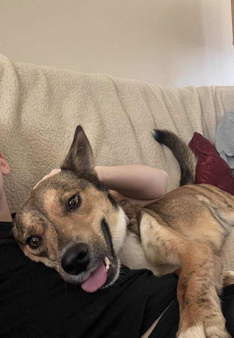 View Ava the Dog Photo #2