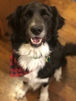 Learn More About this dog d6a4d696 fba4 4dd4 9222 1dd7de2731a2 tn1