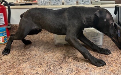 View Dream Float the Dog Photo #4