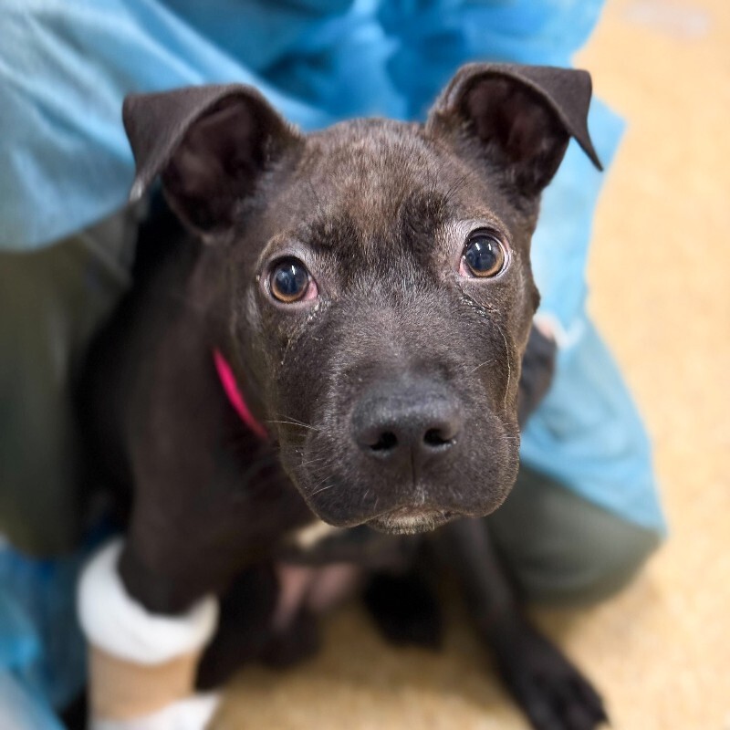 Learn More About Dream Float IMG 8109 2