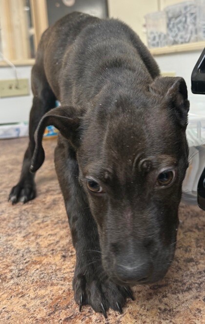 View Dream Float the Dog Photo #5