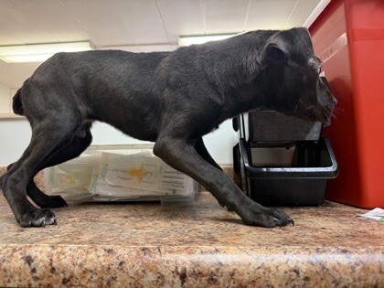 View Dream Float the Dog Photo #2