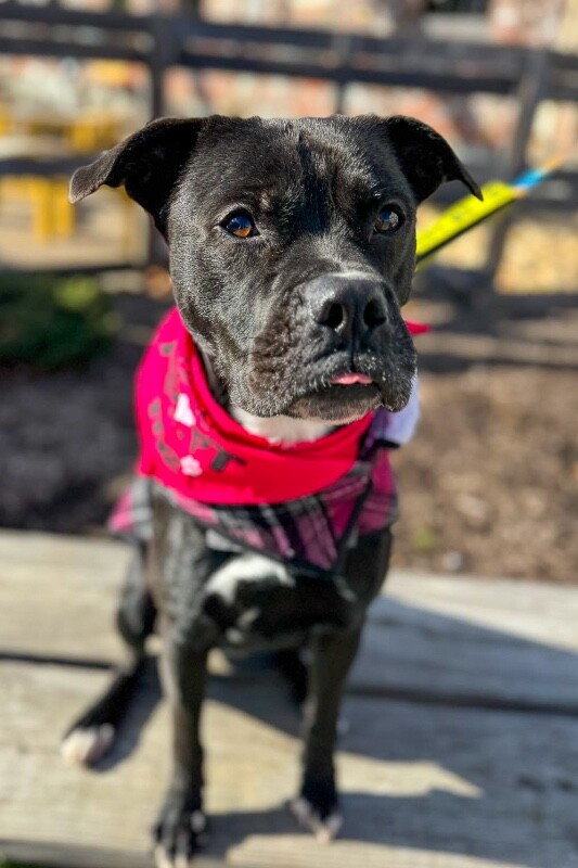 View Space the Dog Photo #5