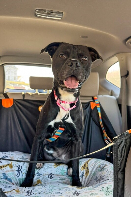 View Space the Dog Photo #18