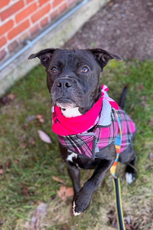 View Space the Dog Photo #6