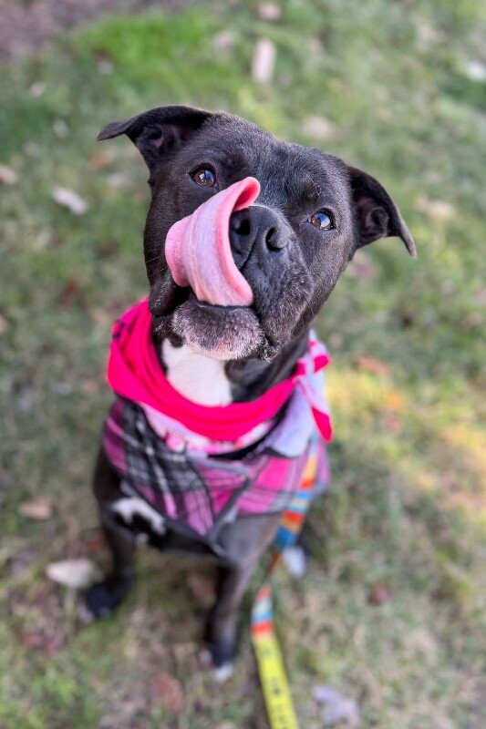 View Space the Dog Photo #11