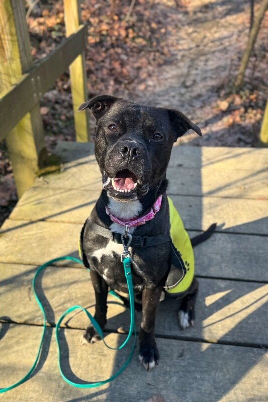 View Space the Dog Photo #14