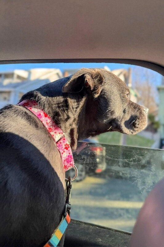 View Space the Dog Photo #17