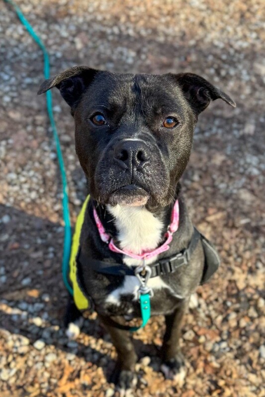 View Space the Dog Photo #13