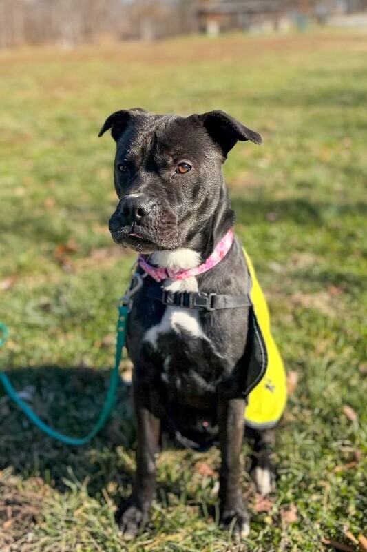 View Space the Dog Photo #10