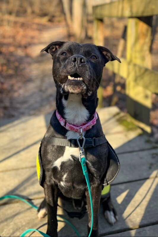 View Space the Dog Photo #9