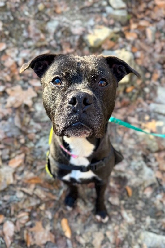 View Space the Dog Photo #8