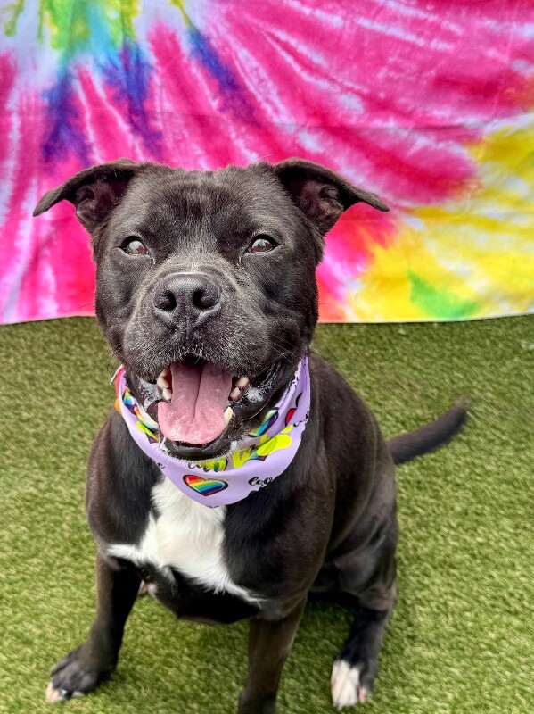 View Space the Dog Photo #2