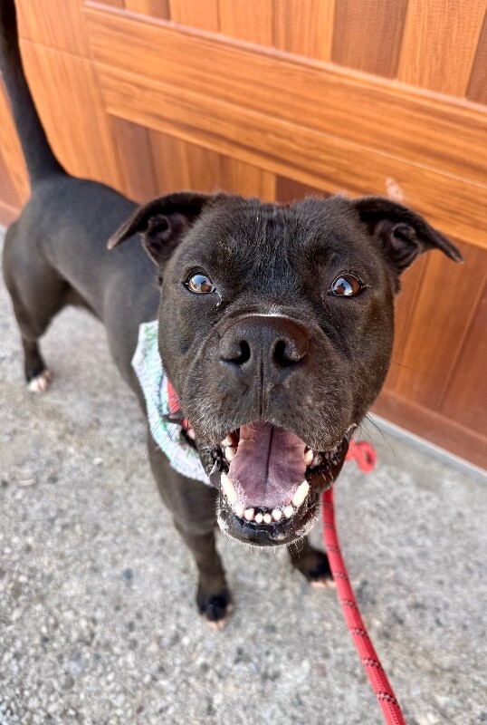 View Space the Dog Photo #11