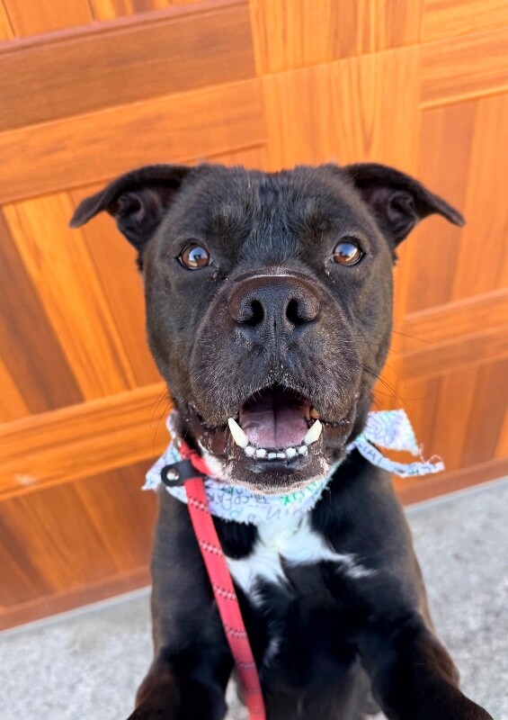 View Space the Dog Photo #14