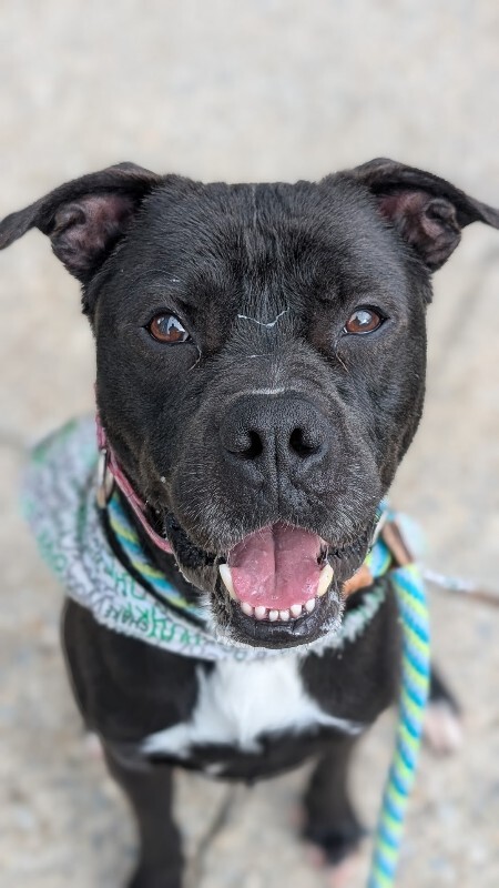 View Space the Dog Photo #2