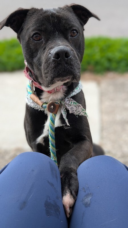 View Space the Dog Photo #6