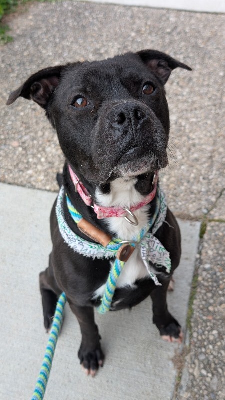 View Space the Dog Photo #16