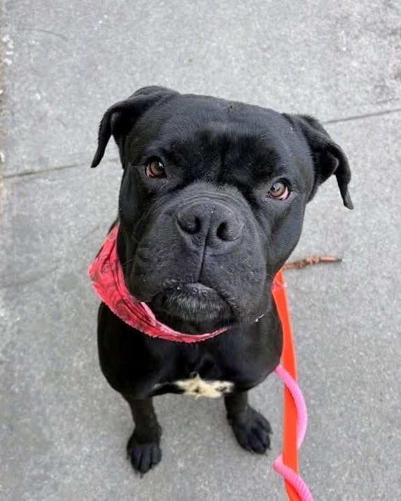 View Buzz the Dog Photo #4