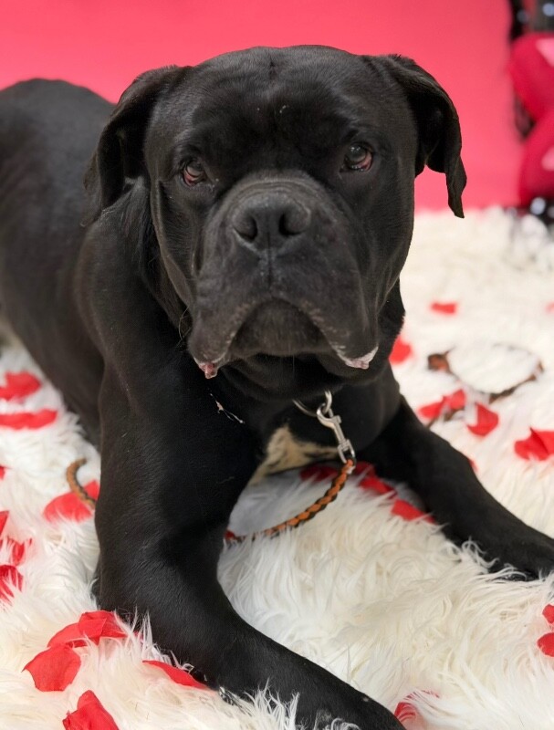 View Buzz the Dog Photo #3