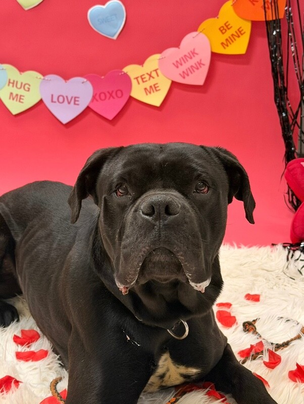 View Buzz the Dog Photo #2