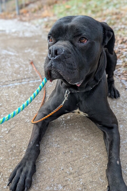 View Buzz the Dog Photo #6