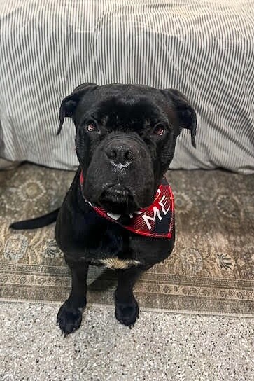 View Buzz the Dog Photo #12