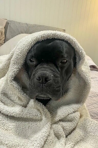 View Buzz the Dog Photo #8