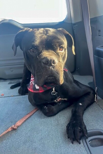 View Buzz the Dog Photo #10