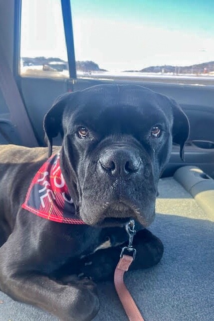 View Buzz the Dog Photo #11