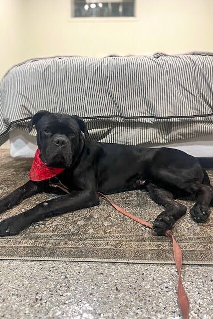 View Buzz the Dog Photo #13