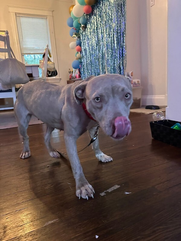 View Snow Blitz the Dog Photo #4