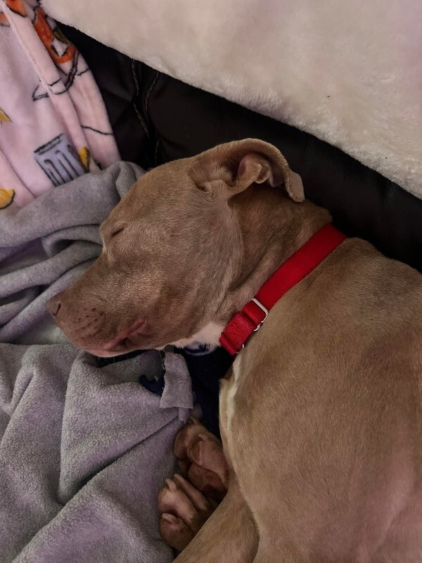 View Snow Blitz the Dog Photo #5