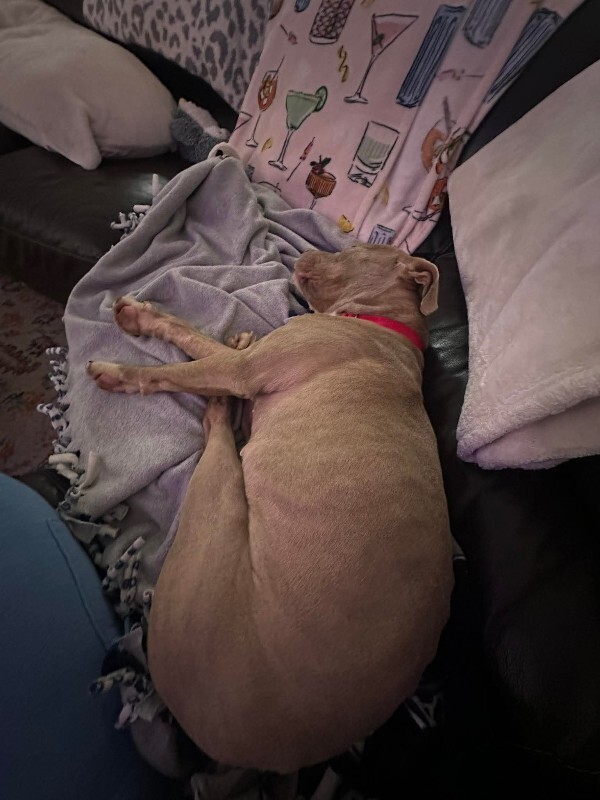 View Snow Blitz the Dog Photo #6